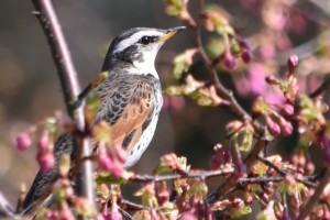 20180315 カワヅザクラが三分咲き4　ツグミ